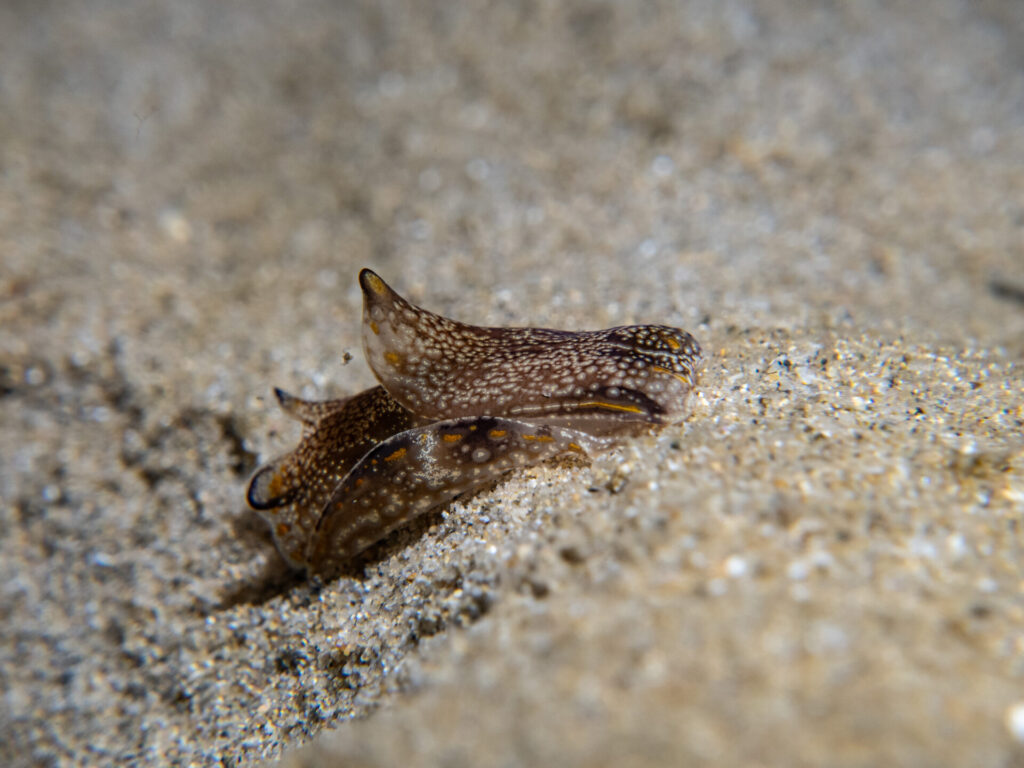 Night snorkel at Blairgowrie