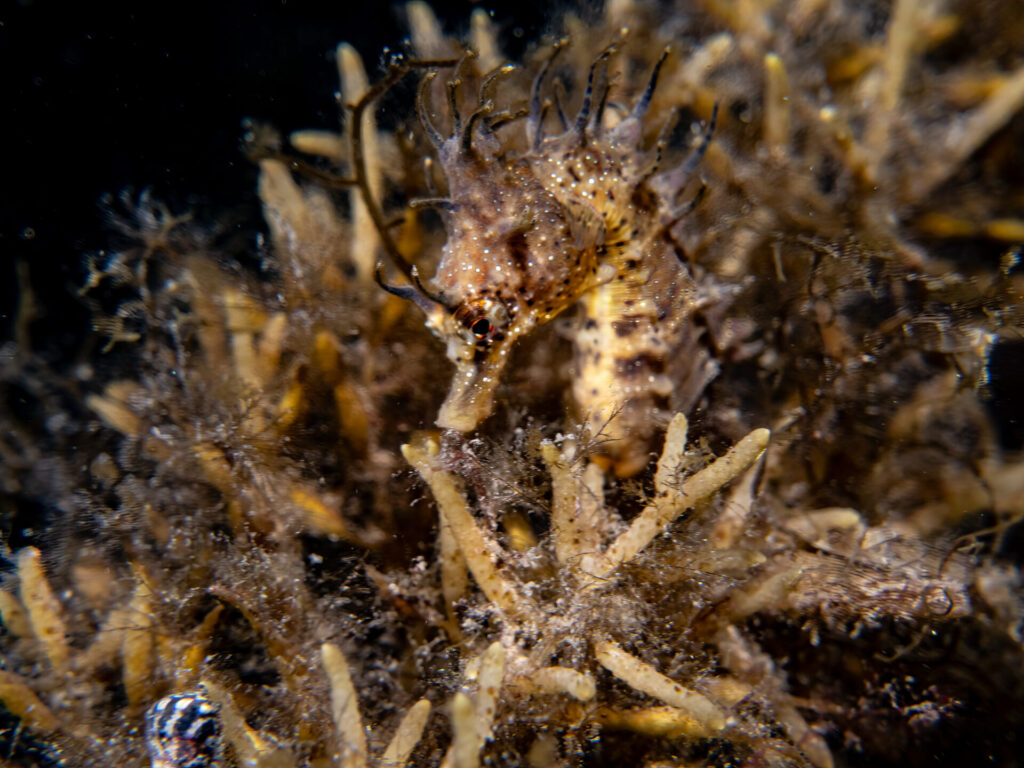 Night snorkel at Blairgowrie