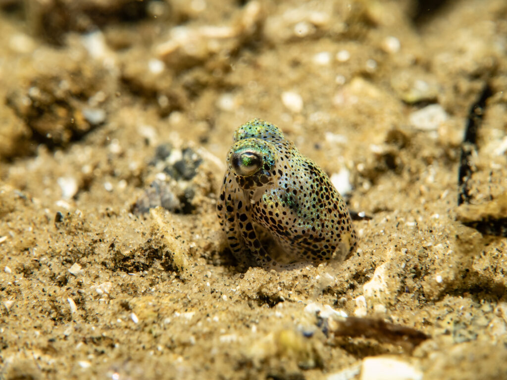 Night snorkel at Teahouse Reef, Southern Bobtail Squid