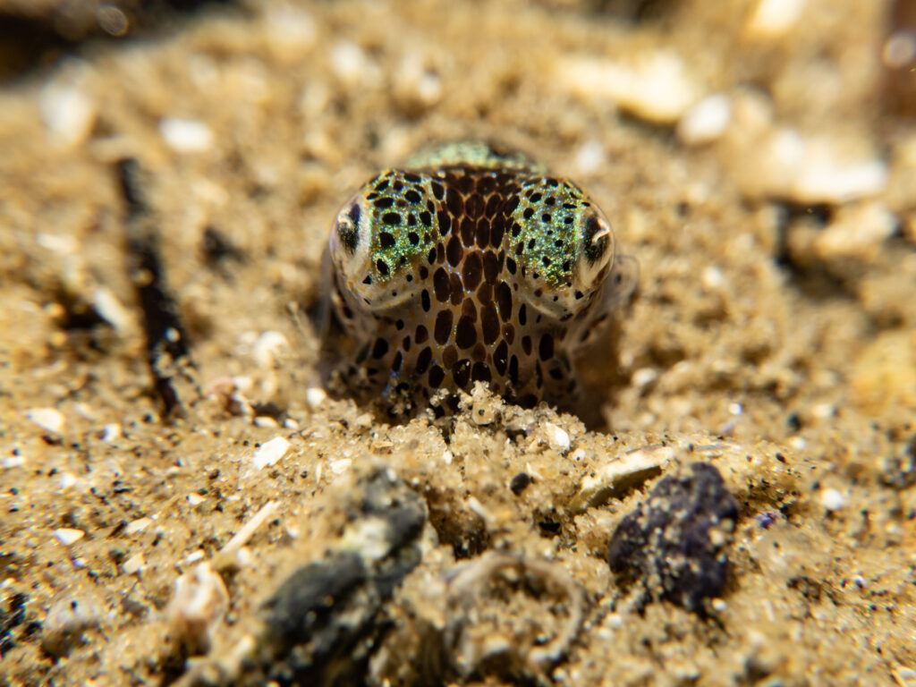 Night snorkel at Teahouse Reef, Southern Bobtail Squid