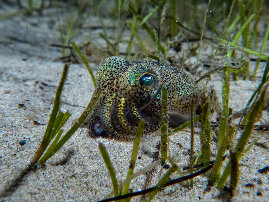Night snorkel at Teahouse Reef, Southern Bobtail Squid