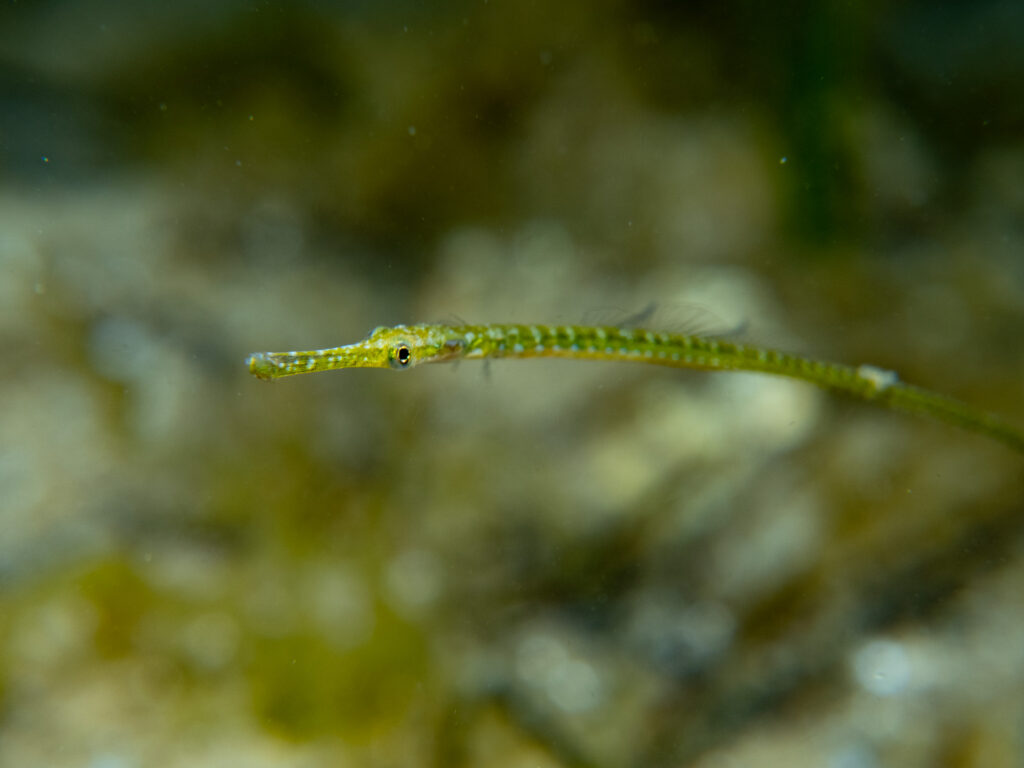 Night snorkel at Teahouse Reef, Widebody pipefish