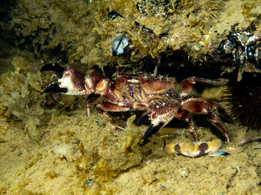 Night snorkel at Teahouse Reef, Red Swimmer Crab