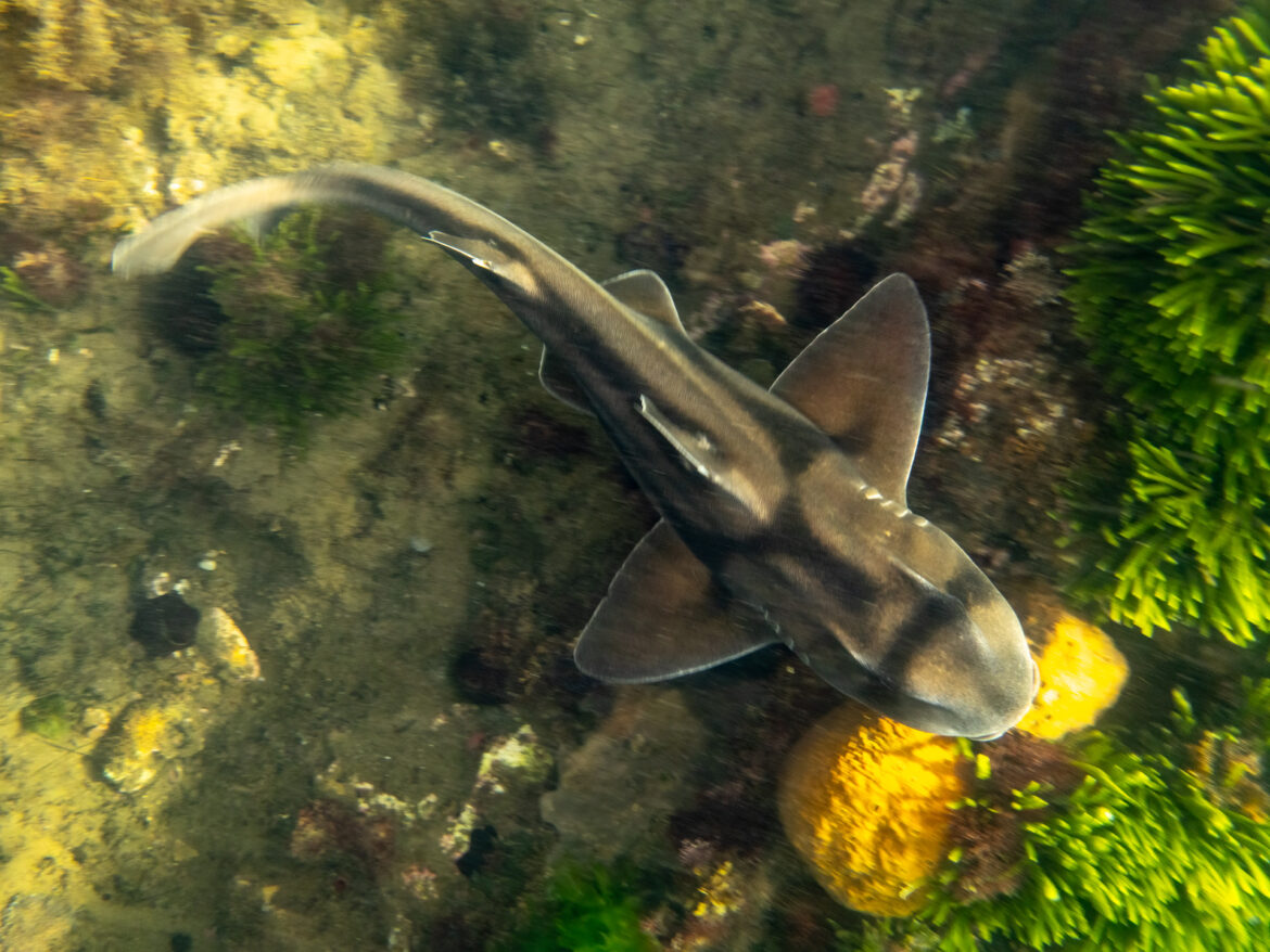 Port Jackson Shark, Ricketts Point