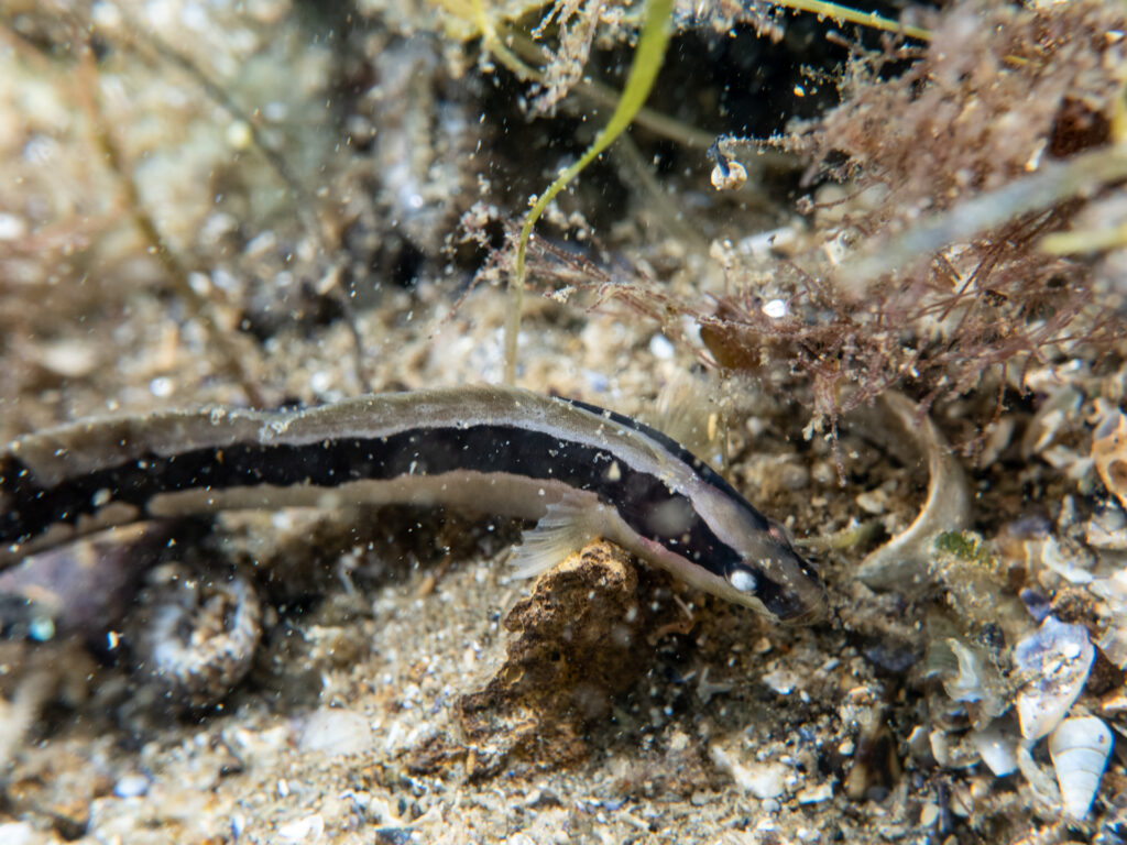 Ricketts Point Snorkel. Snake Blenny.