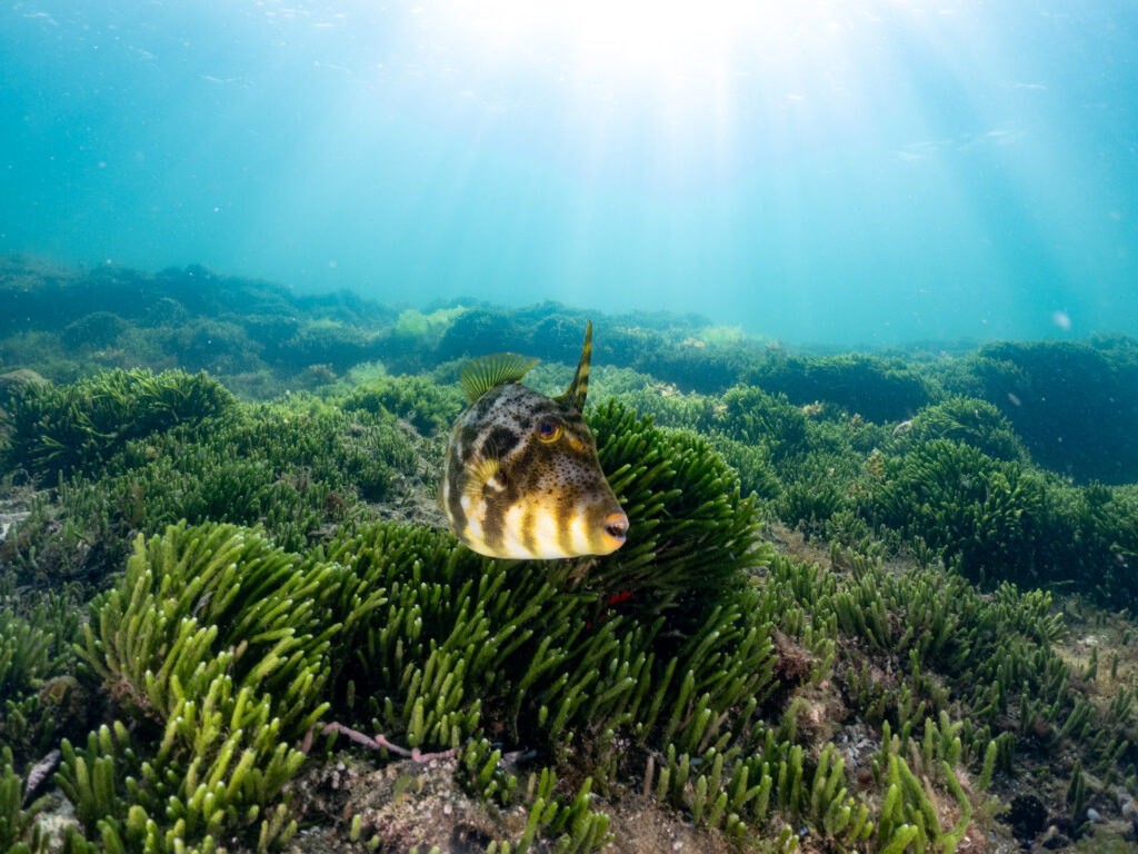 Ricketts Point Snorkel. Rough Leatherjacket.