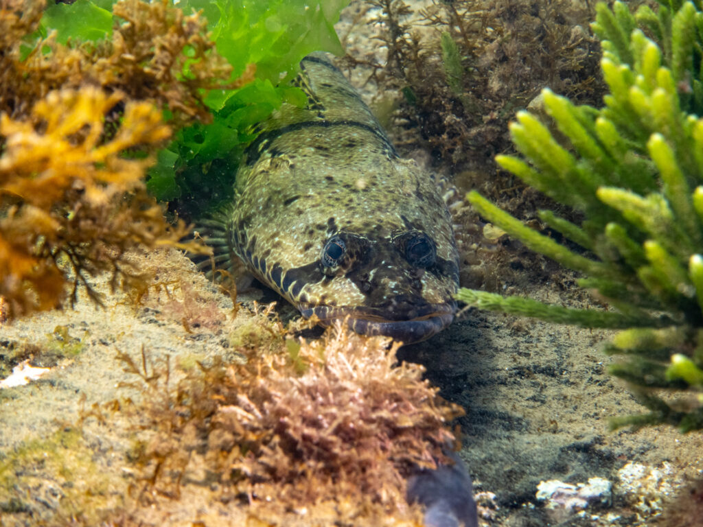 Ricketts Point Snorkel. Reef Flathead.