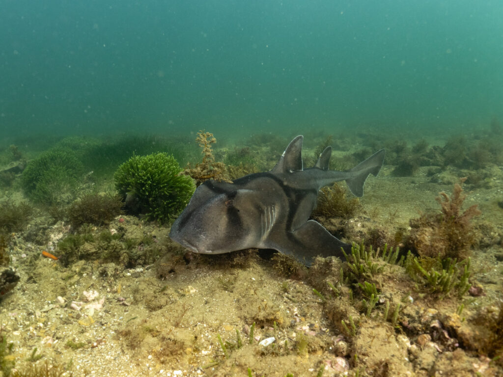 Ricketts Point Snorkel. Port Jackson Shark.
