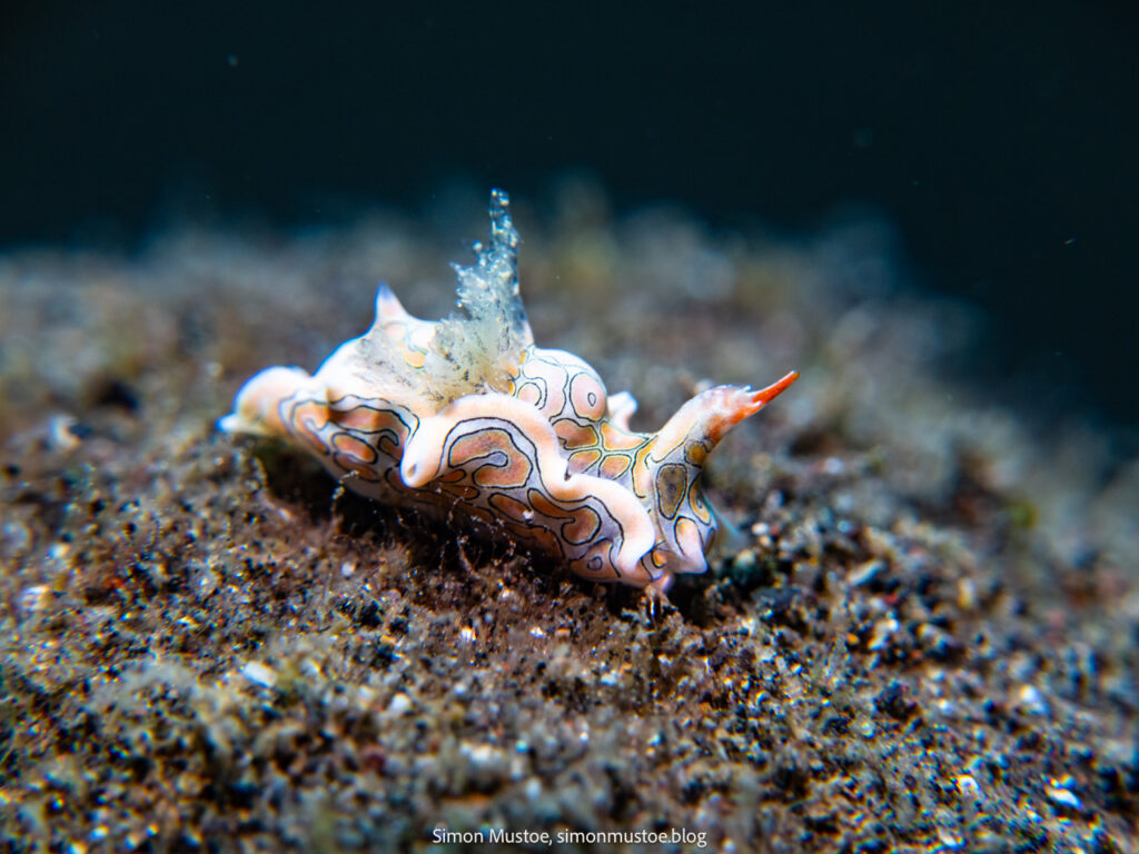 A psychedelic batwing slug on the house reef at Teluk Karang. A psychedelic batwing slug on the house reef at Teluk Karang