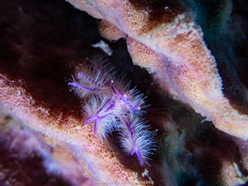 A week diving at Teluk Karang Dive Resort in North Bali