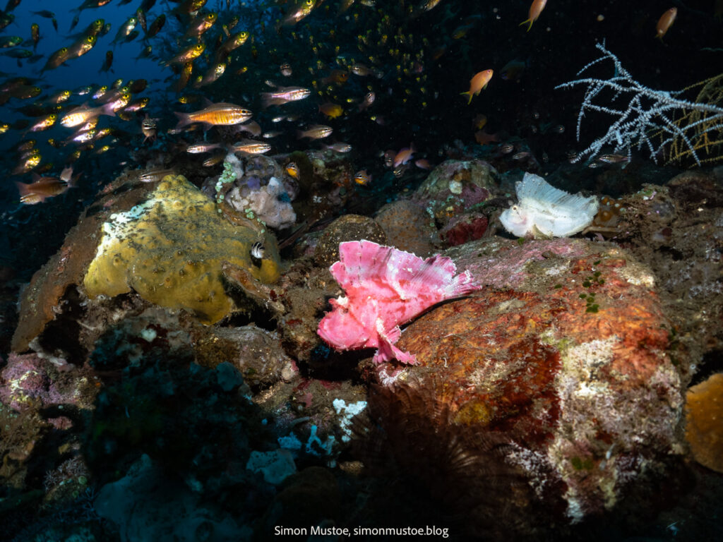 A week diving at Teluk Karang Dive Resort in North Bali