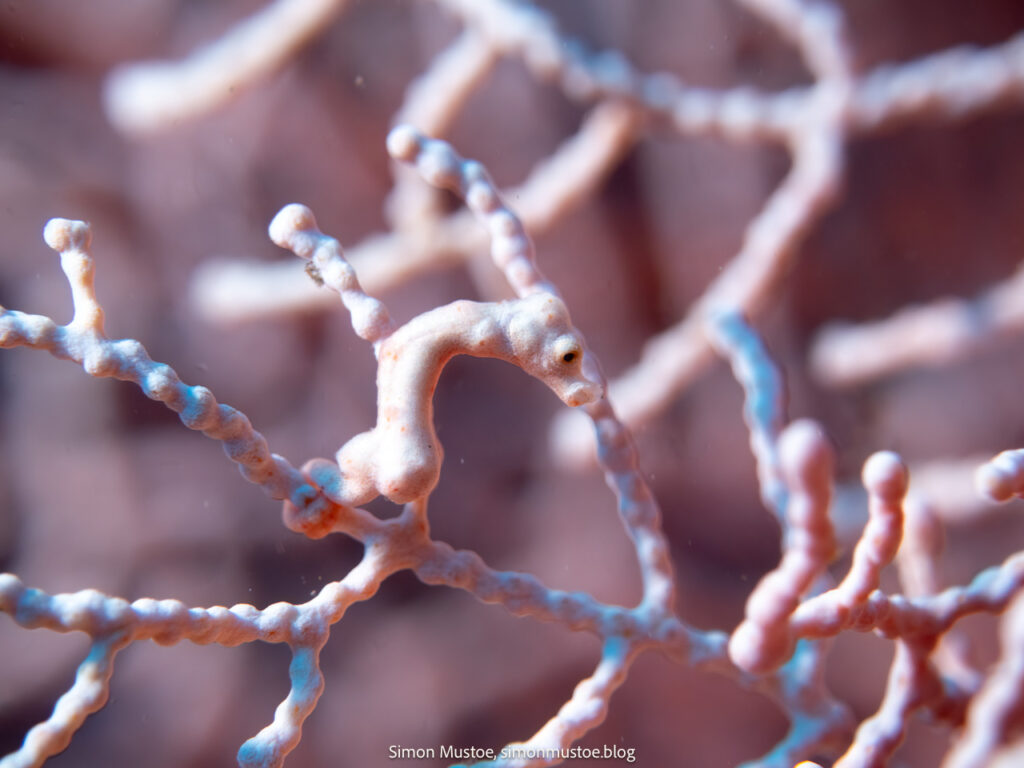 A week diving at Teluk Karang Dive Resort in North Bali