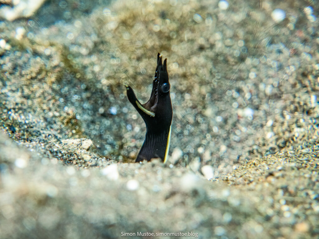 A week diving at Teluk Karang Dive Resort in North Bali. Black (juvenile) Ribbon Eel