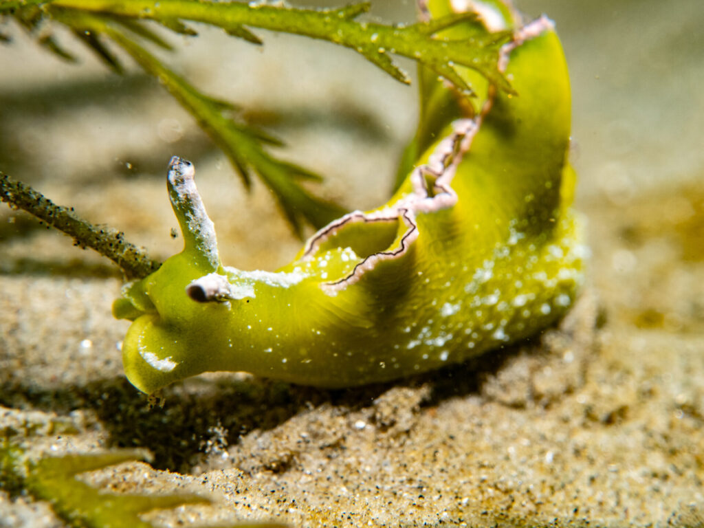 Black-margined Sea-slug. Cryptic Sacoglossum in Port Phillip Bay