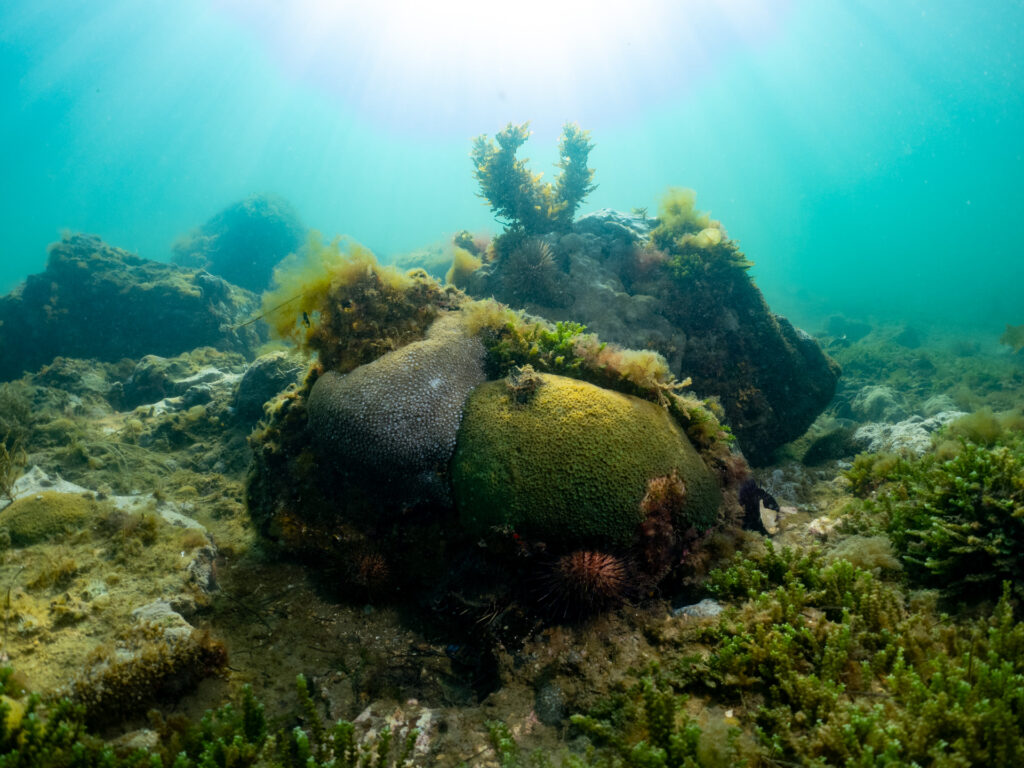 Port Phillip Bay snorkelling and water temperature