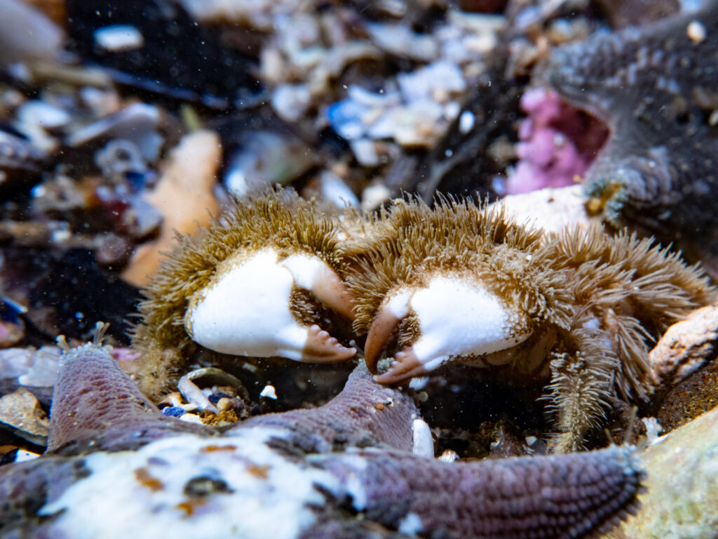 Fat-handed Shrimp at Ricketts Point, plus  Bearded Crab, 16 May
