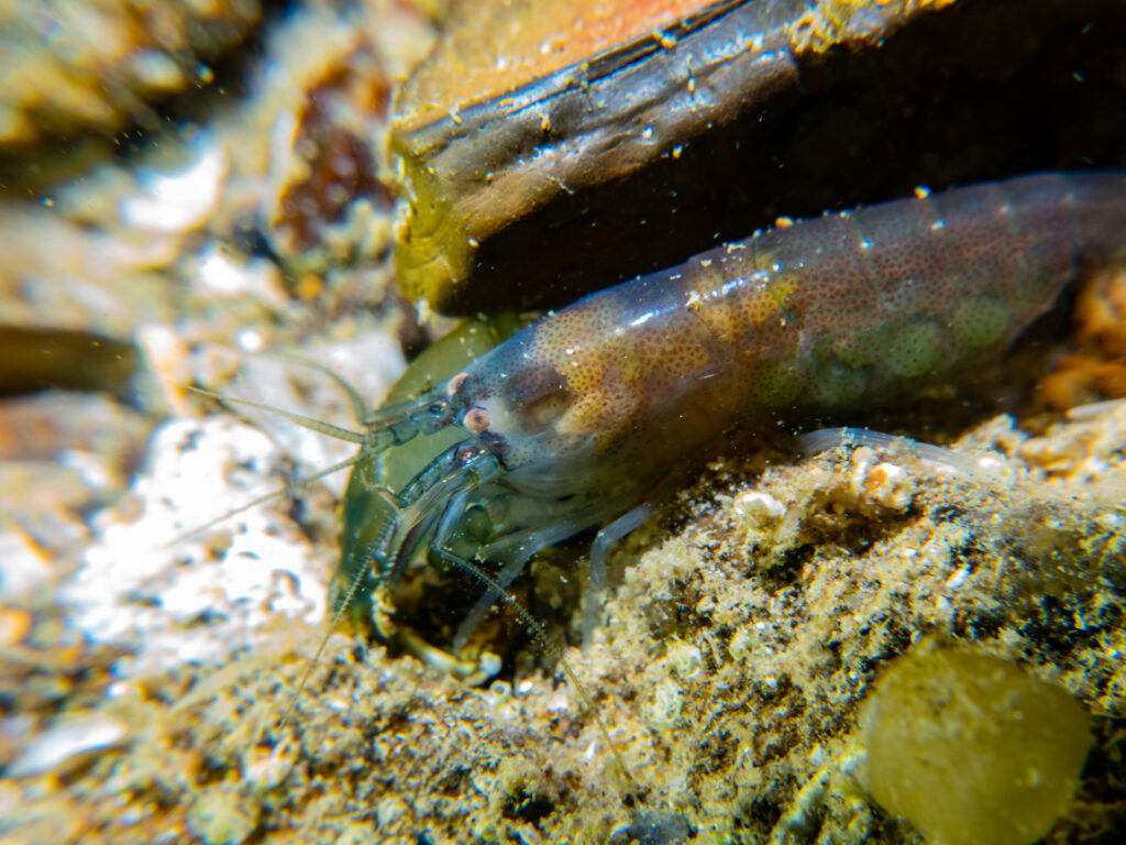 Fat-handed Shrimp at Ricketts Point, plus  Bearded Crab, 16 May