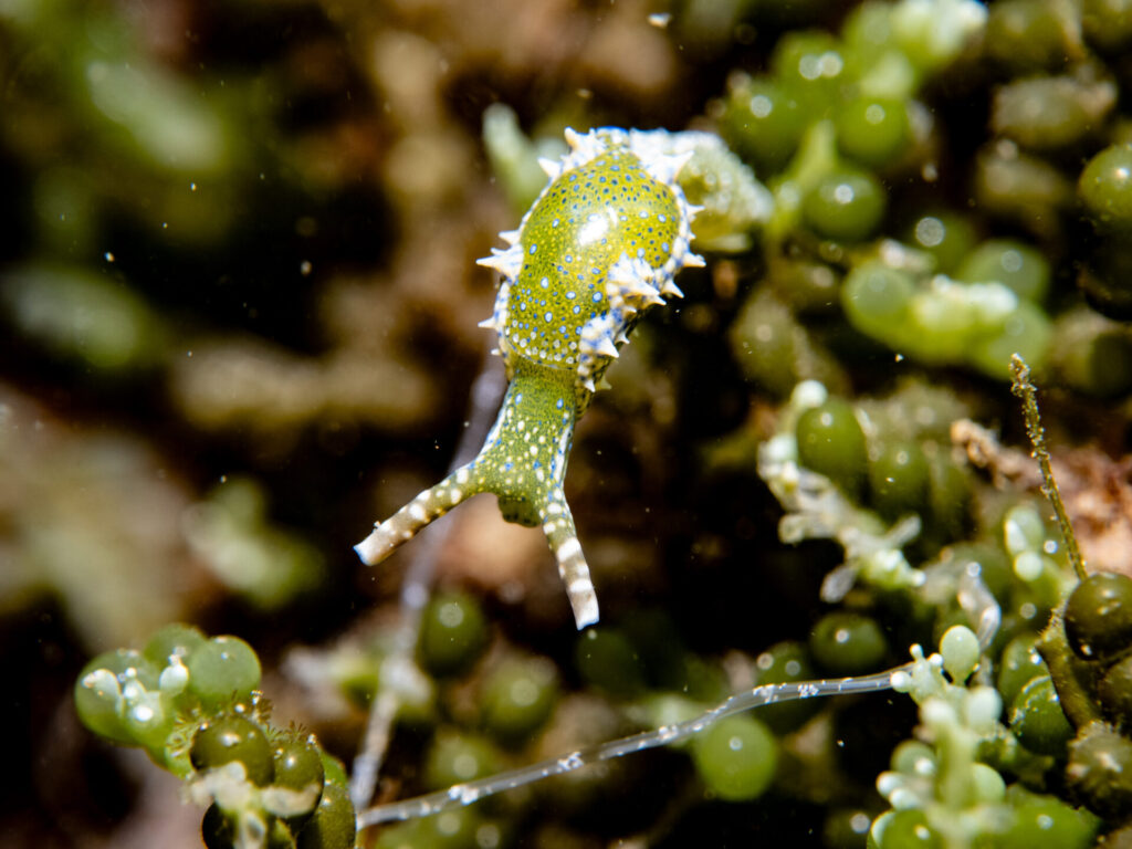 Cryptic Sacoglossum in Port Phillip Bay