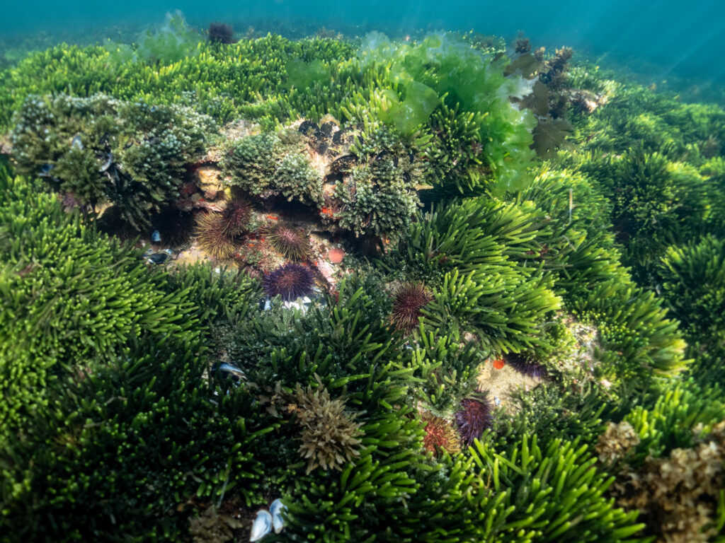 Habitat at Ricketts Point and winter regrowth