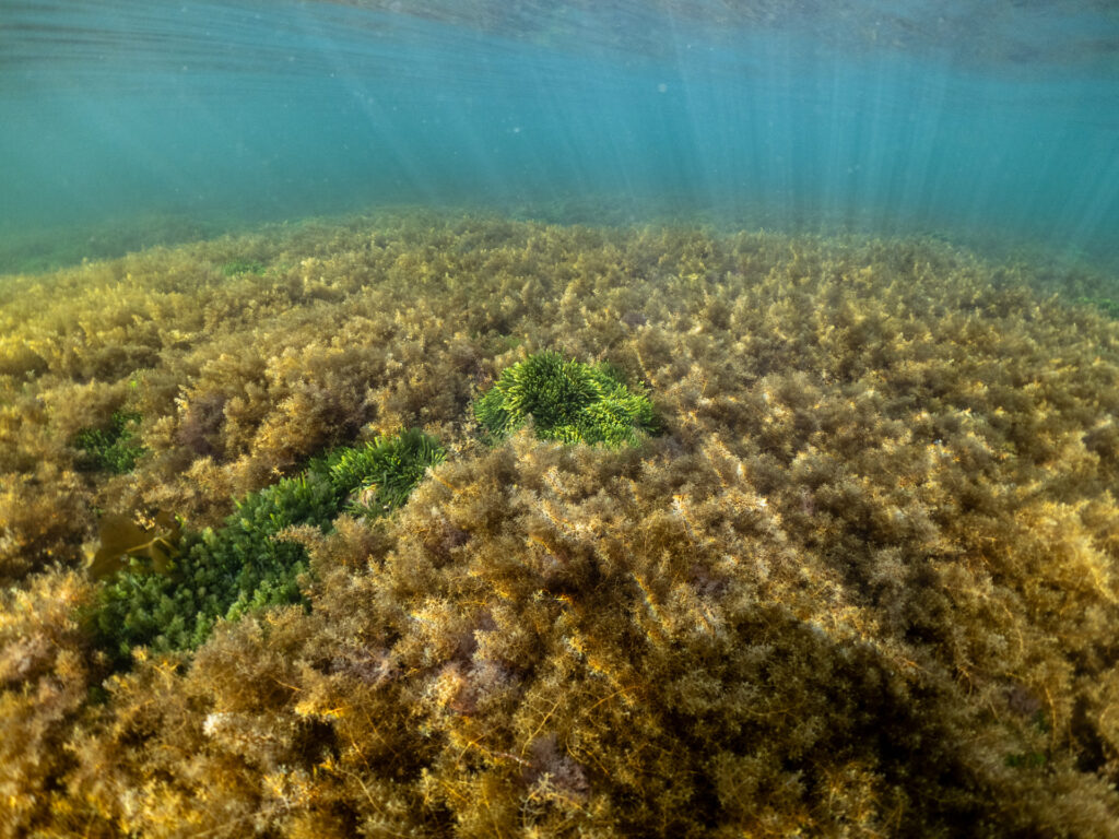 Habitat at Ricketts Point and winter regrowth