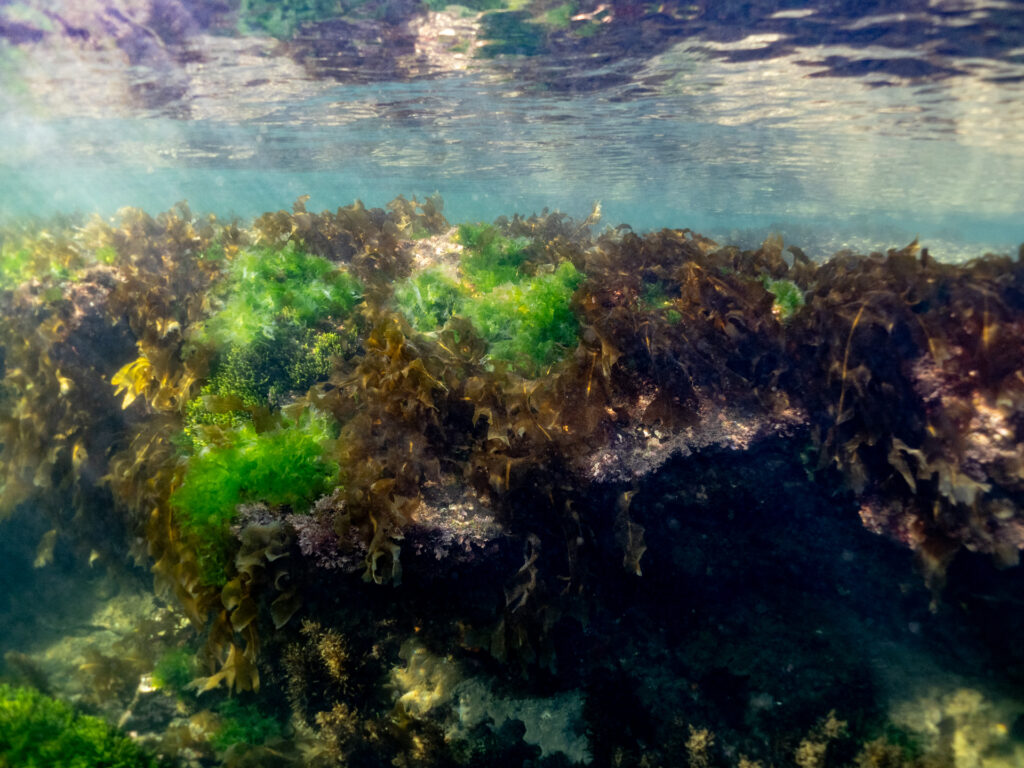 Habitat at Ricketts Point and winter regrowth