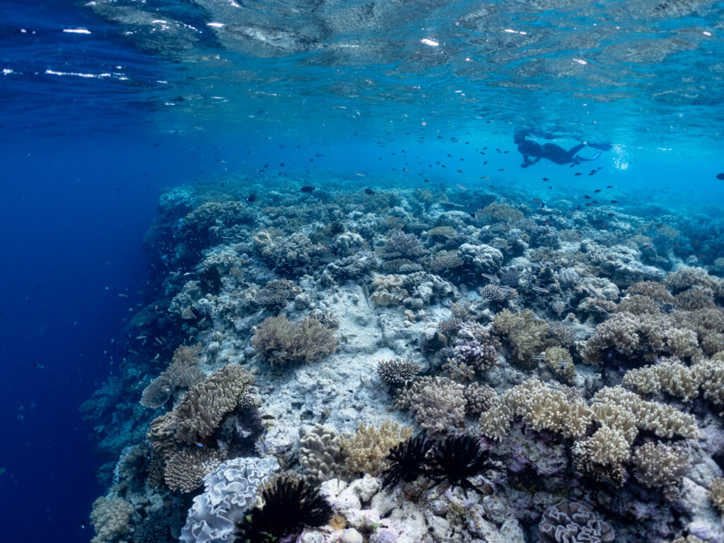 Snorkelling at Wakatobi Luxury Resort, 2024 trip report