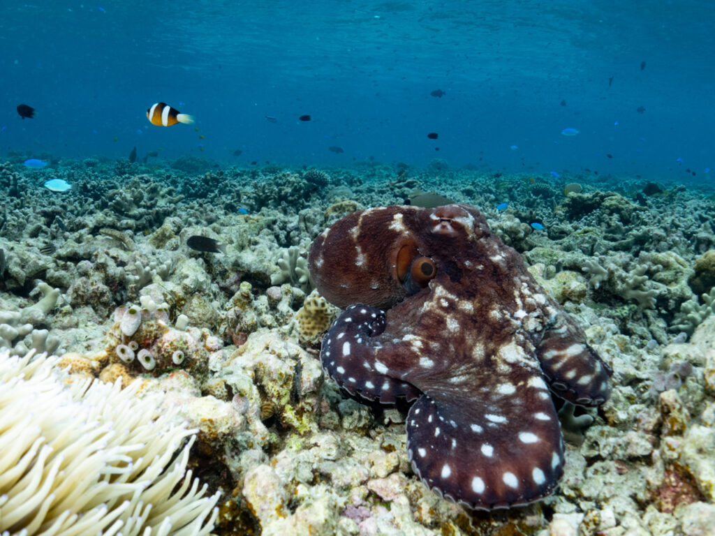 Snorkelling at Wakatobi Luxury Resort, 2024 trip report