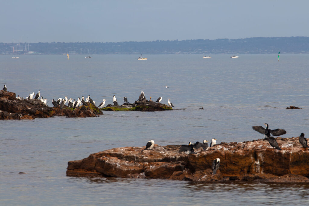 Bayside's cormorants are important for our whole coastline. Pictured are Little Pied Cormorant (foreground) and Pied Cormorant (background)