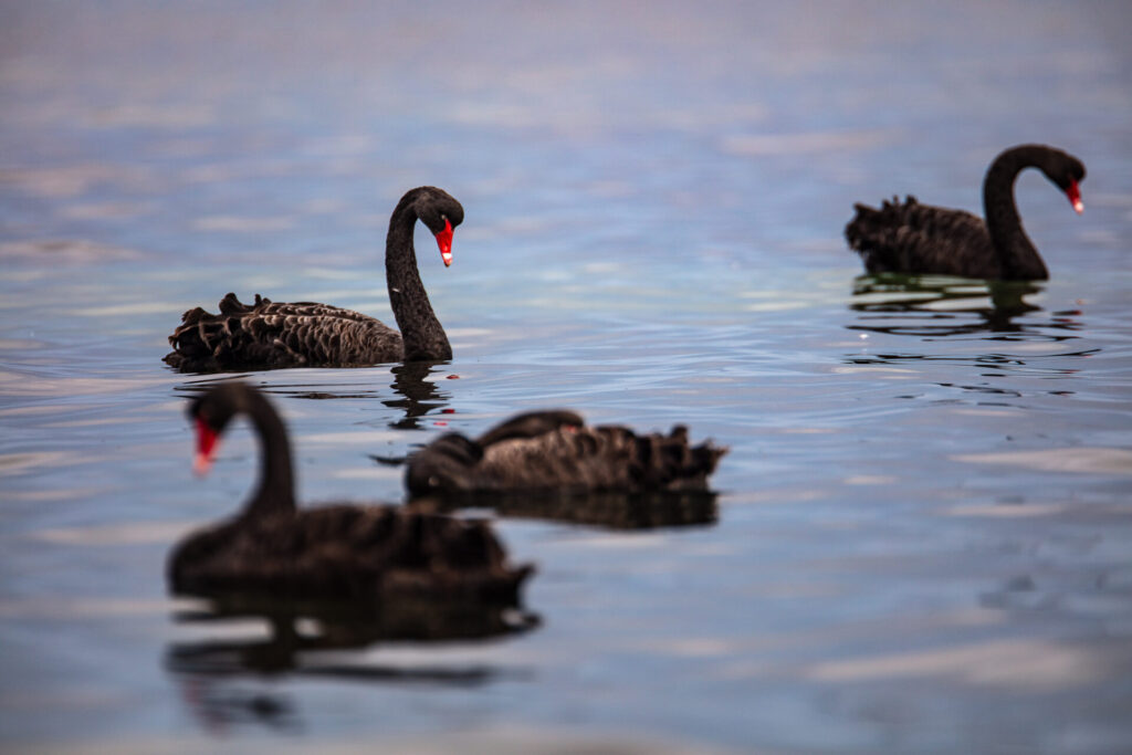 Black Swans at Ricketts Point.