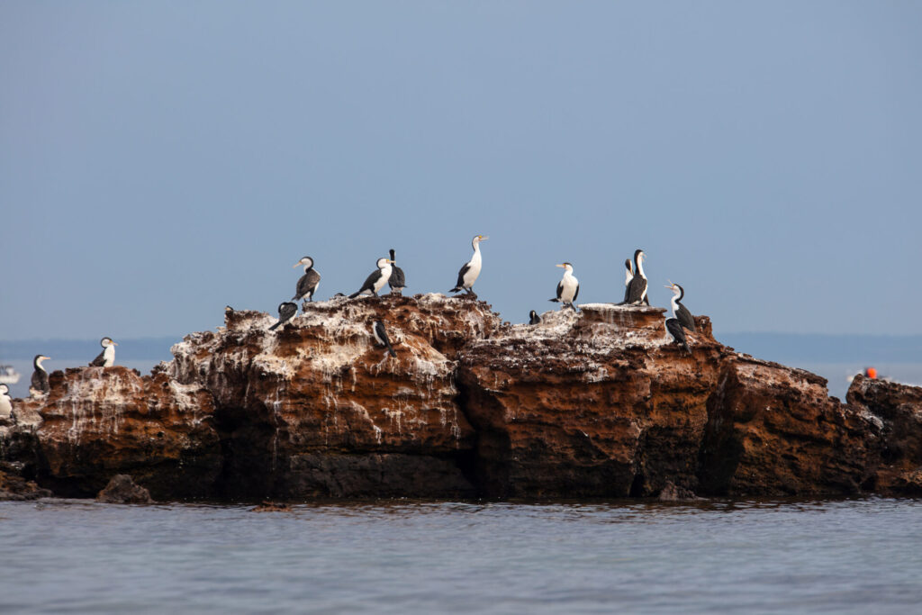 Bayside's Pied Cormorants are important for our whole coastline.