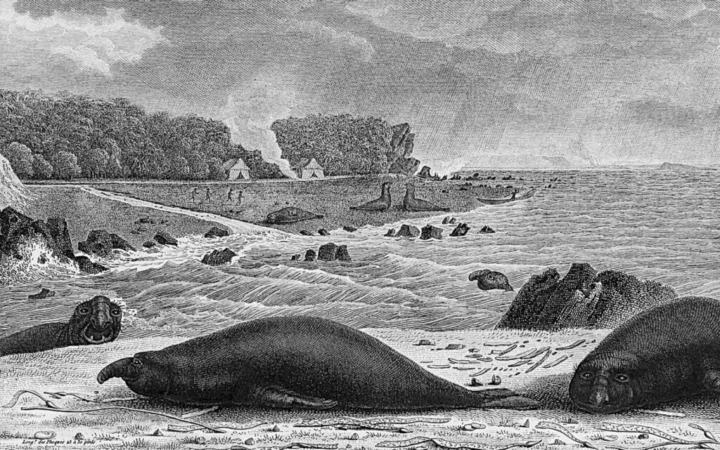 Lesueur’s drawing of Southern Elephant seals at Sea Elephant Bay, King Island.