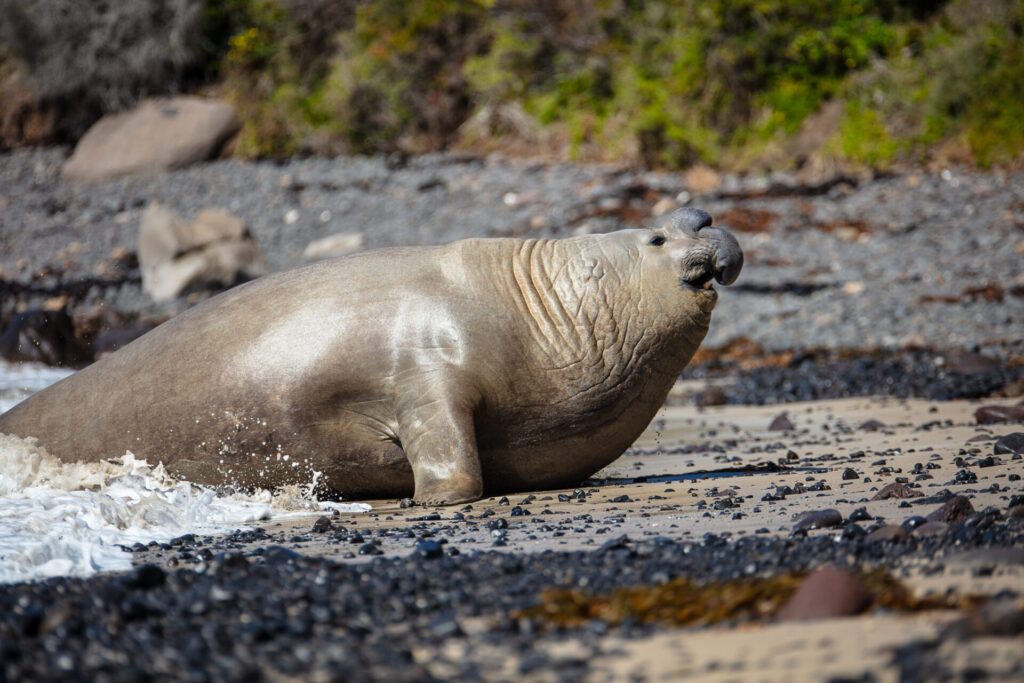 Elephant seal Sammy's sudden reappearance celebrated with love by Portlanders