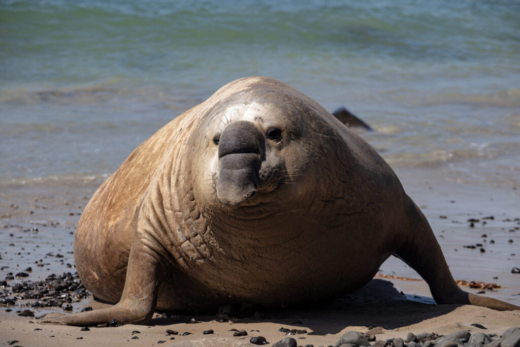 Elephant seal Sammy's sudden reappearance celebrated with love by Portlanders