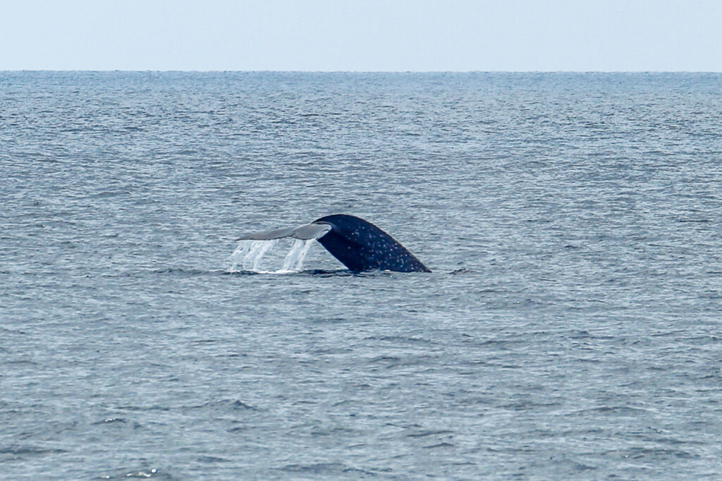 Blue Whales and the Lucipara Islands