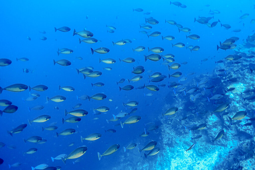 Blue Whales and the Lucipara Islands