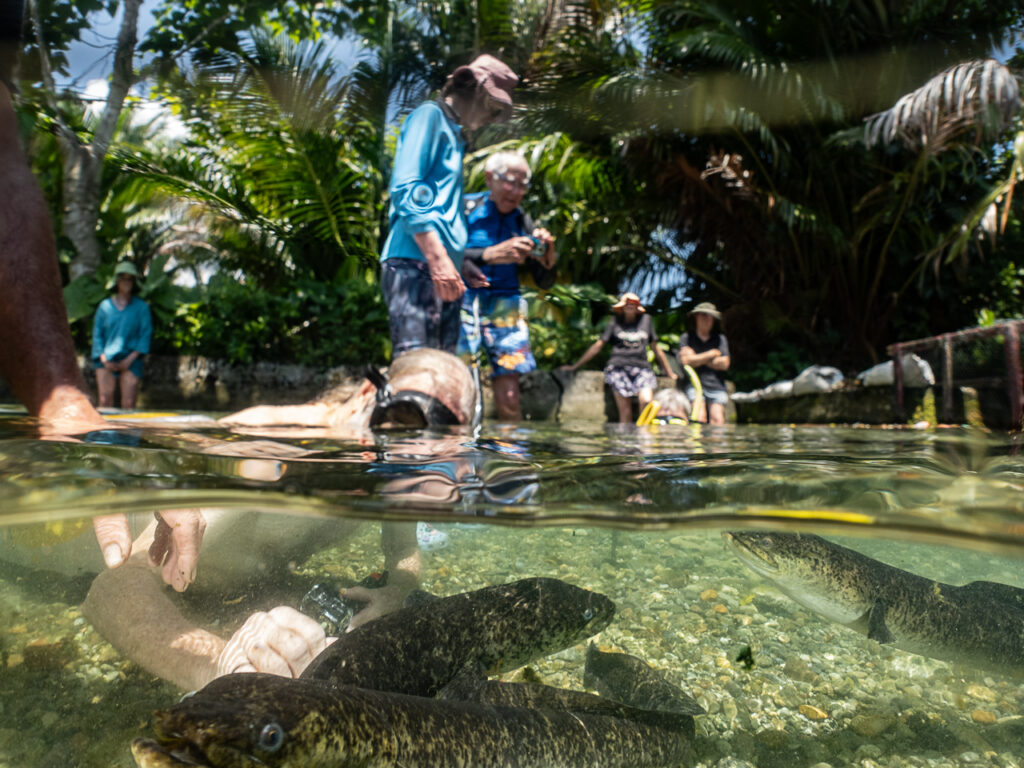 Snorkelling with the Sacred Eels of Waii in beautiful Ambon
