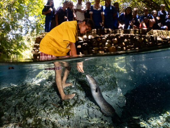 Snorkelling with the Sacred Eels of Waii in beautiful Ambon