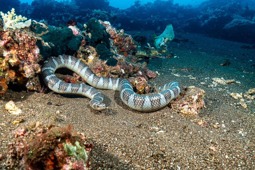 Manuk Island's famous sea snakes: their infamous home in Indonesia
