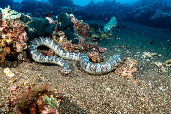 Manuk Island’s famous sea snakes: their infamous home in Indonesia