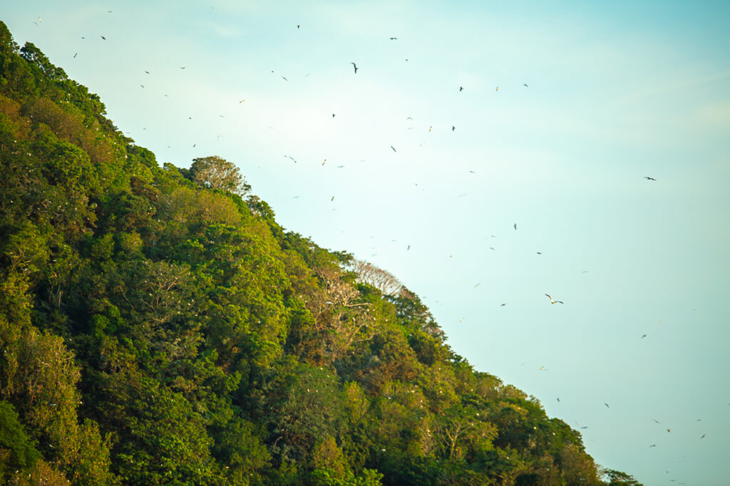 Lesser Frigatebirds and Red-footed Boobies of Manuk