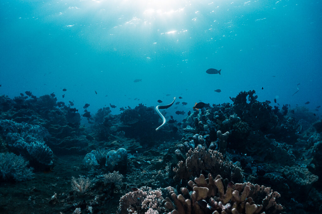 Manuk Island's famous sea snakes: their infamous home in Indonesia