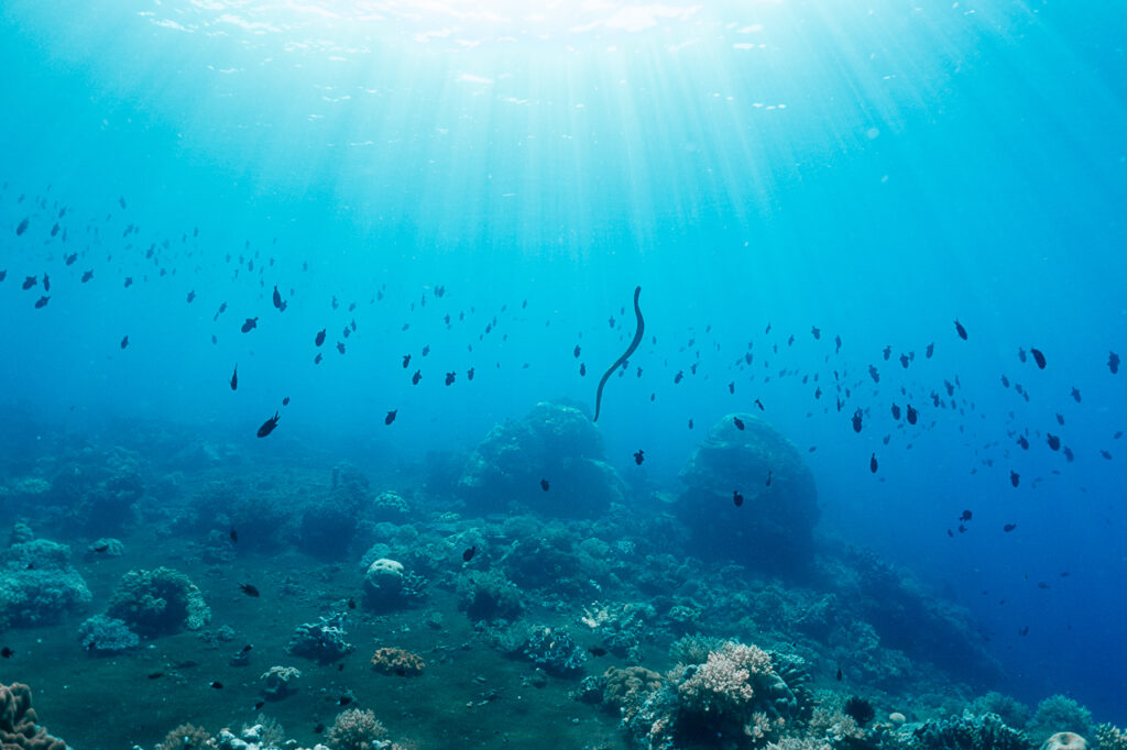 Manuk Island's famous sea snakes: their infamous home in Indonesia