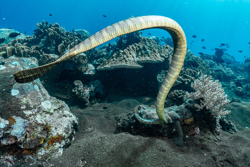 Manuk Island's famous sea snakes: their infamous home in Indonesia