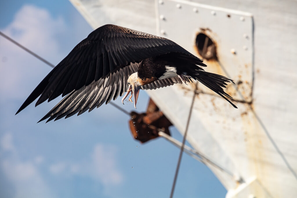 Lesser Frigatebirds of Manuk