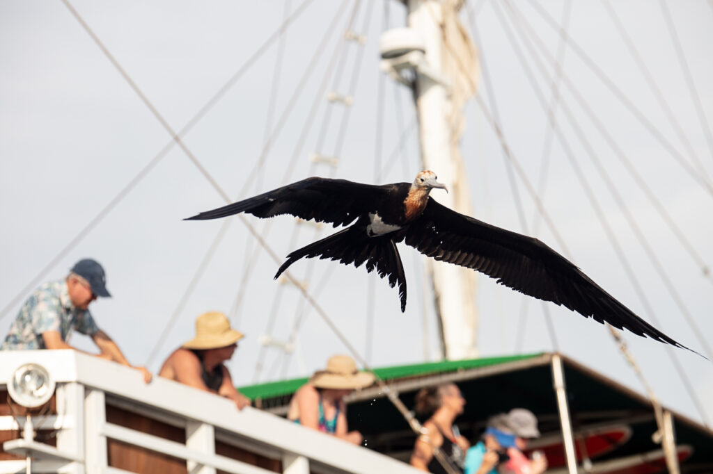 Lesser Frigatebirds of Manuk