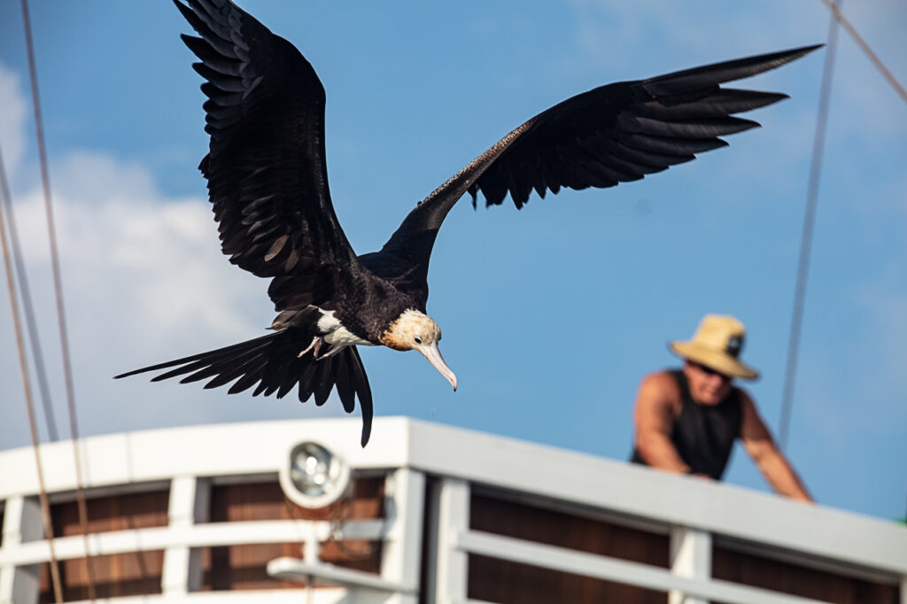 Lesser Frigatebirds of Manuk