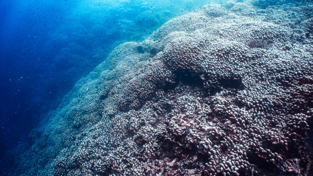 biggestcoral-1024x575.jpg