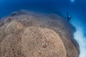 Is this the largest coral on Earth? Probably not.