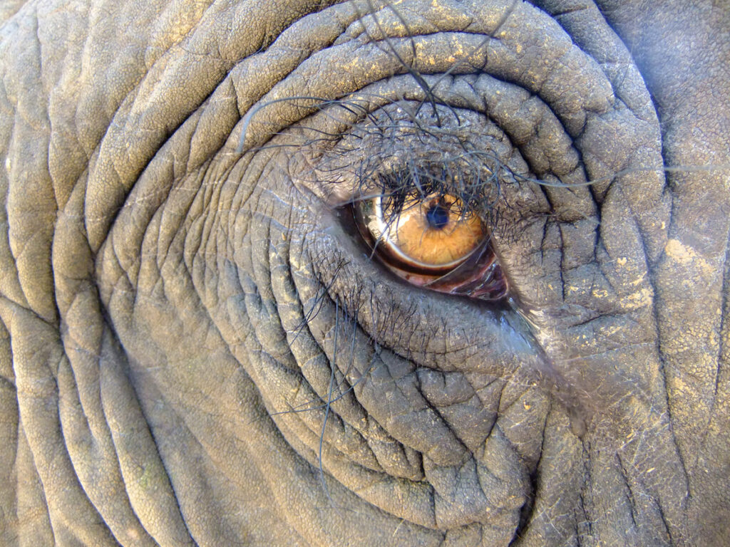 An elephant never forgets, making them formidable allies for nature