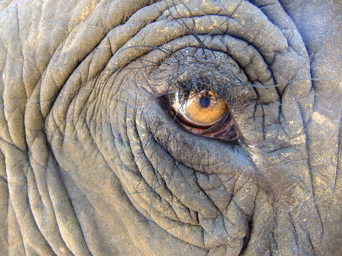 An elephant never forgets - Wildlife in the Balance